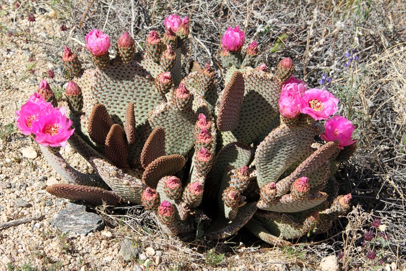Opuntia basilaris var. basilaris