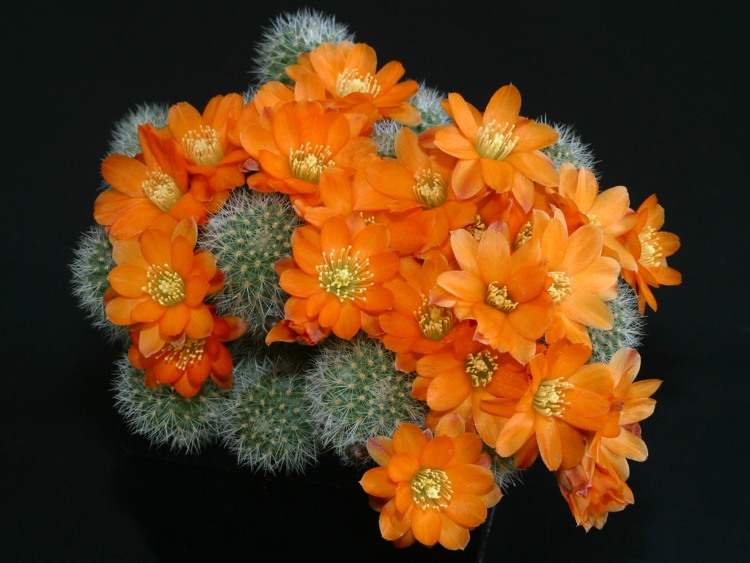 Rebutia simoniana in Blte