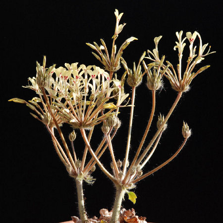 Pelargonium oblongatum blüht nach der winterlichen Vegetationszeit über einen langen Zeitraum. Längst sind die Blätter eingzogen.