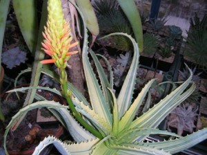 Aloe arborescens variegata blüht im Winter